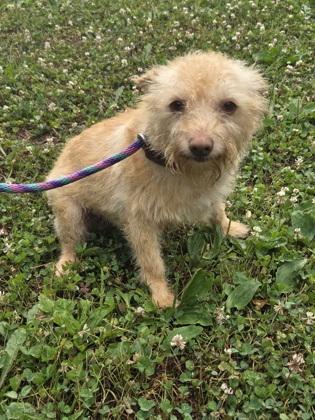 Aster, Adoptable, Adult Male West Highland White Terrier / Westie & Mixed Breed.