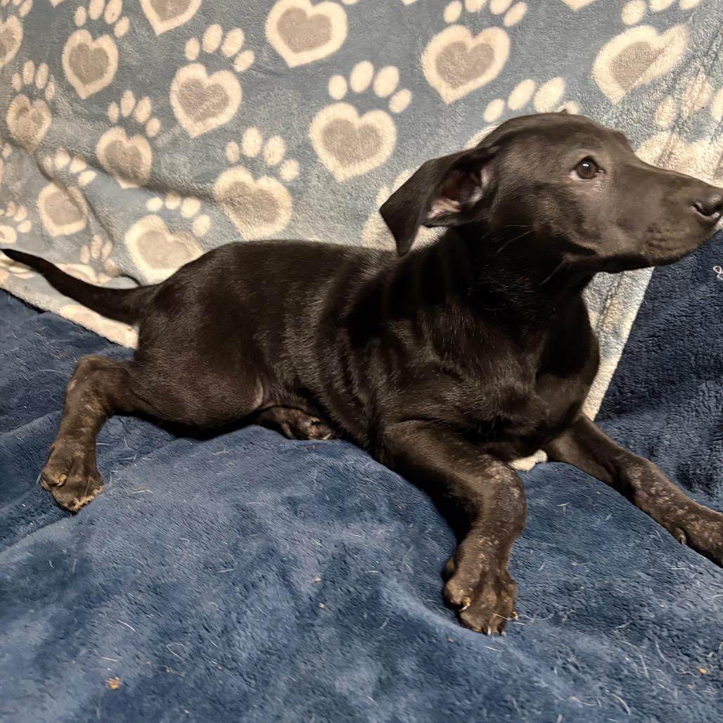 Scarlett, a Adoptable mixed breed in Riverside, CA image 1/6