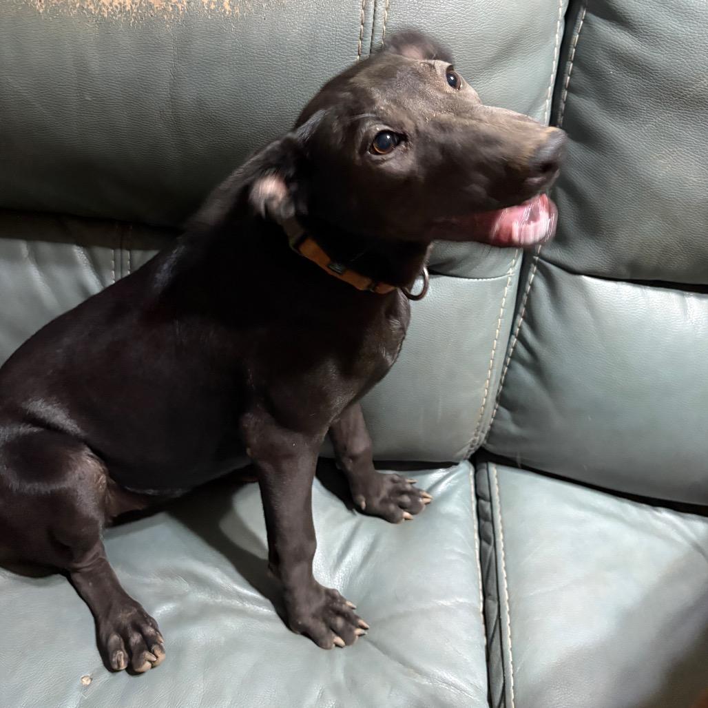 Scarlett, a Adoptable mixed breed in Riverside, CA image 4/6