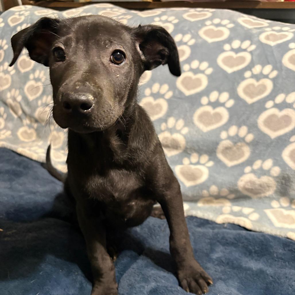 Scarlett, a Adoptable mixed breed in Riverside, CA image 5/6