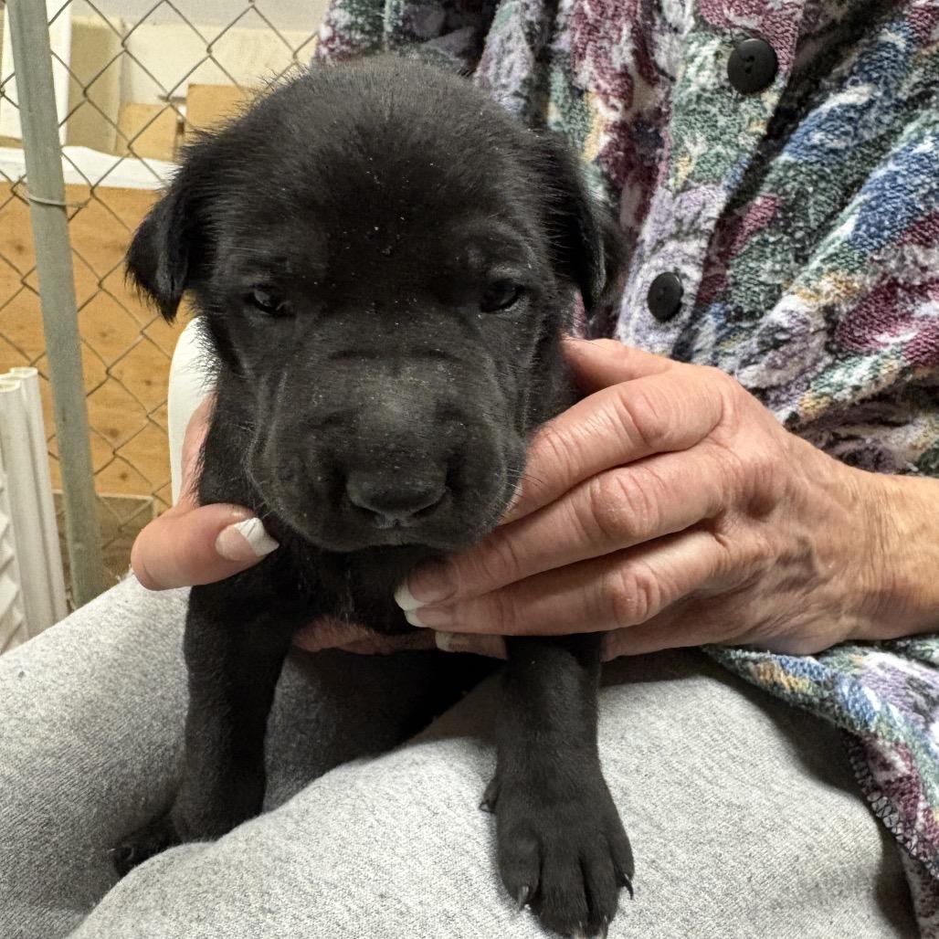 Scarlett, a Adoptable mixed breed in Riverside, CA image 6/6