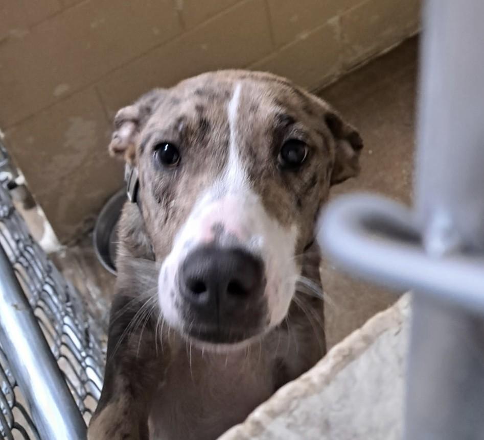 Enlarge Lanni, a Adoptable mixed breed in Paris , TN image 1/1