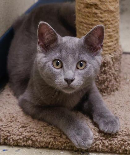 Nacho, Adoptable, Kitten Male Domestic Short Hair & Domestic Short Hair.