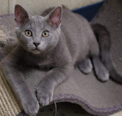 Enlarge Nacho, a Adoptable mixed breed in Baraboo, WI image 2/3