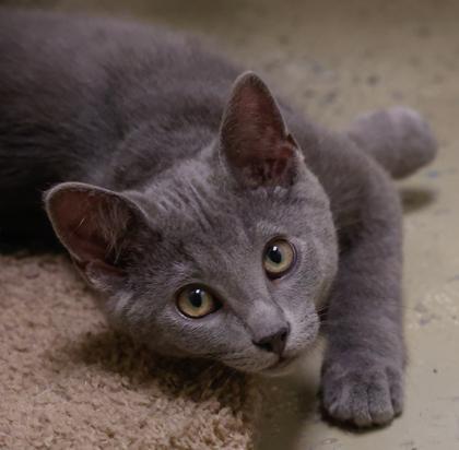 Enlarge Nacho, a Adoptable mixed breed in Baraboo, WI image 3/3