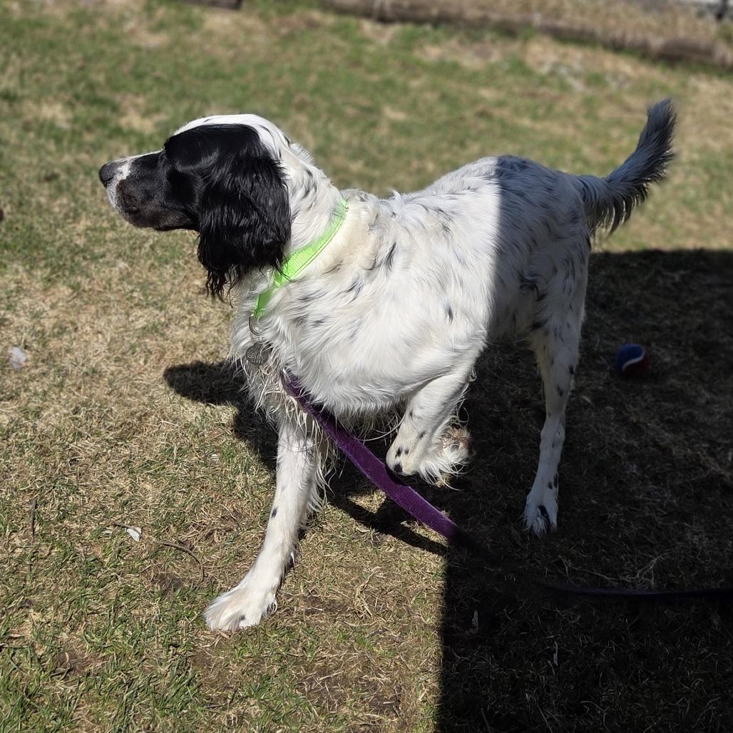 Enlarge Wyatt, a Adoptable English Setter in Pittsford, VT image 1/3