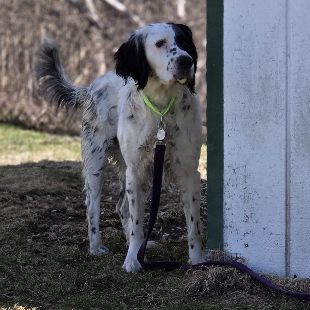 Enlarge Wyatt, a Adoptable English Setter in Pittsford, VT image 2/3