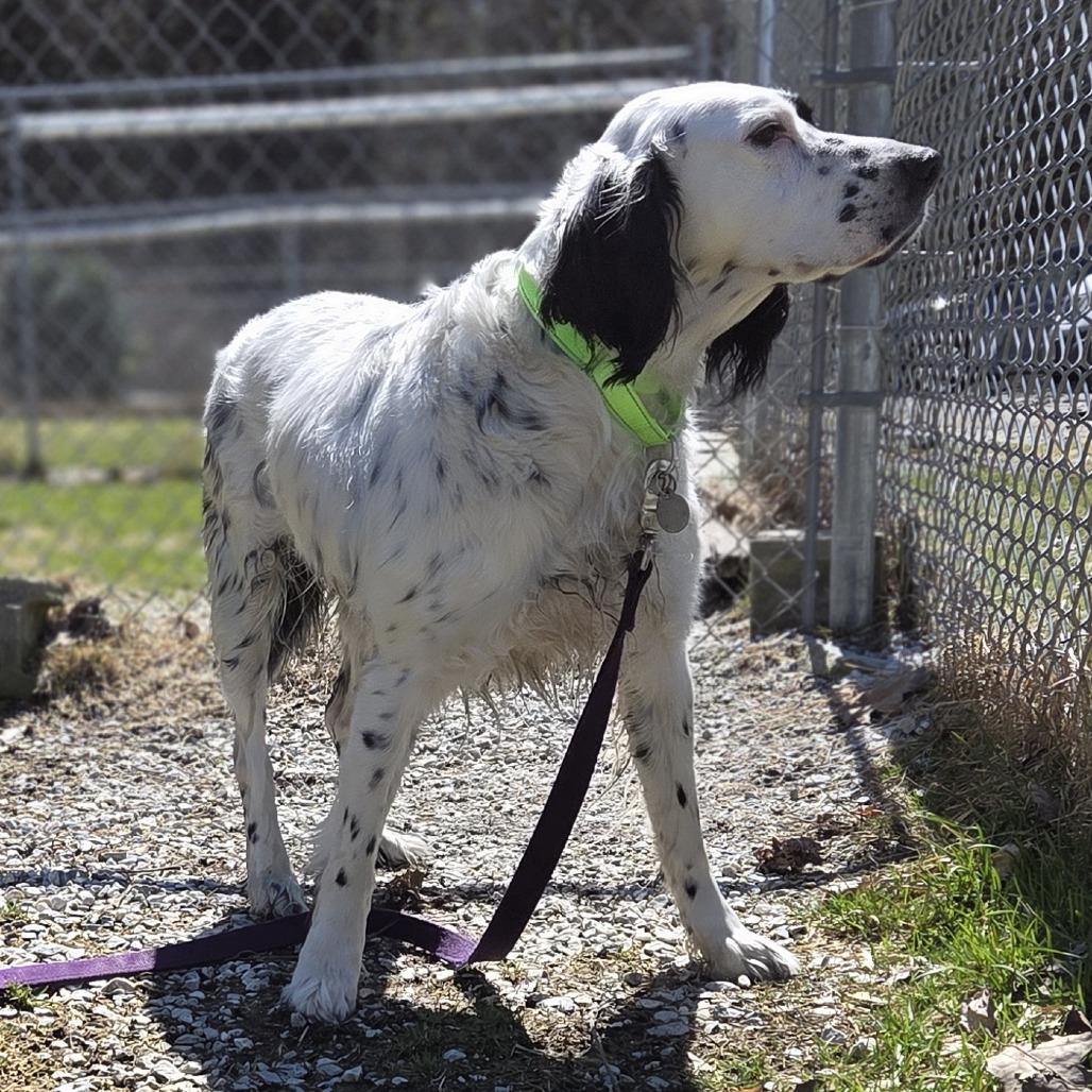 Enlarge Wyatt, a Adoptable English Setter in Pittsford, VT image 3/3