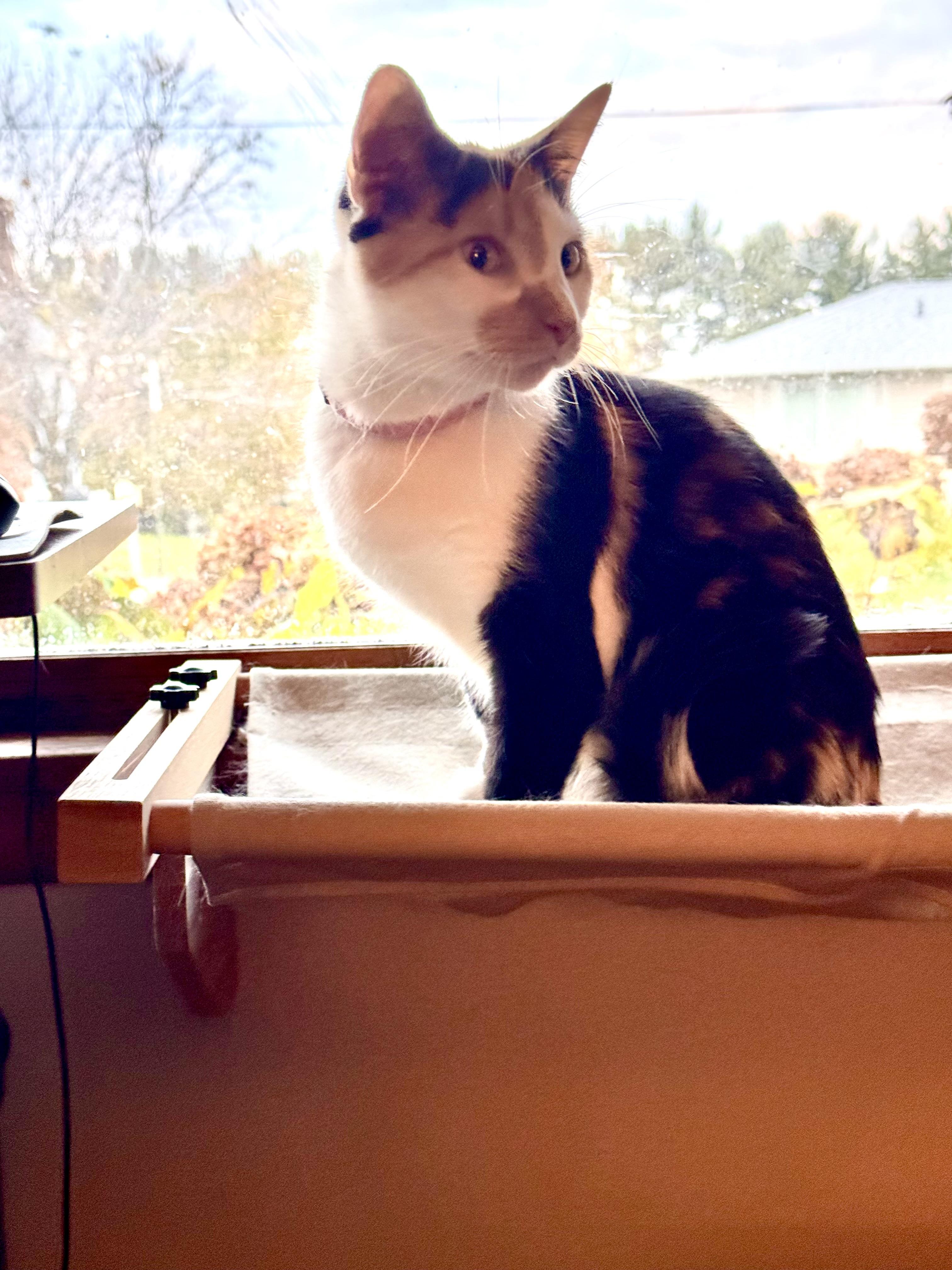 Enlarge Meredith, a Adoptable Calico in Madison, WI image 3/5