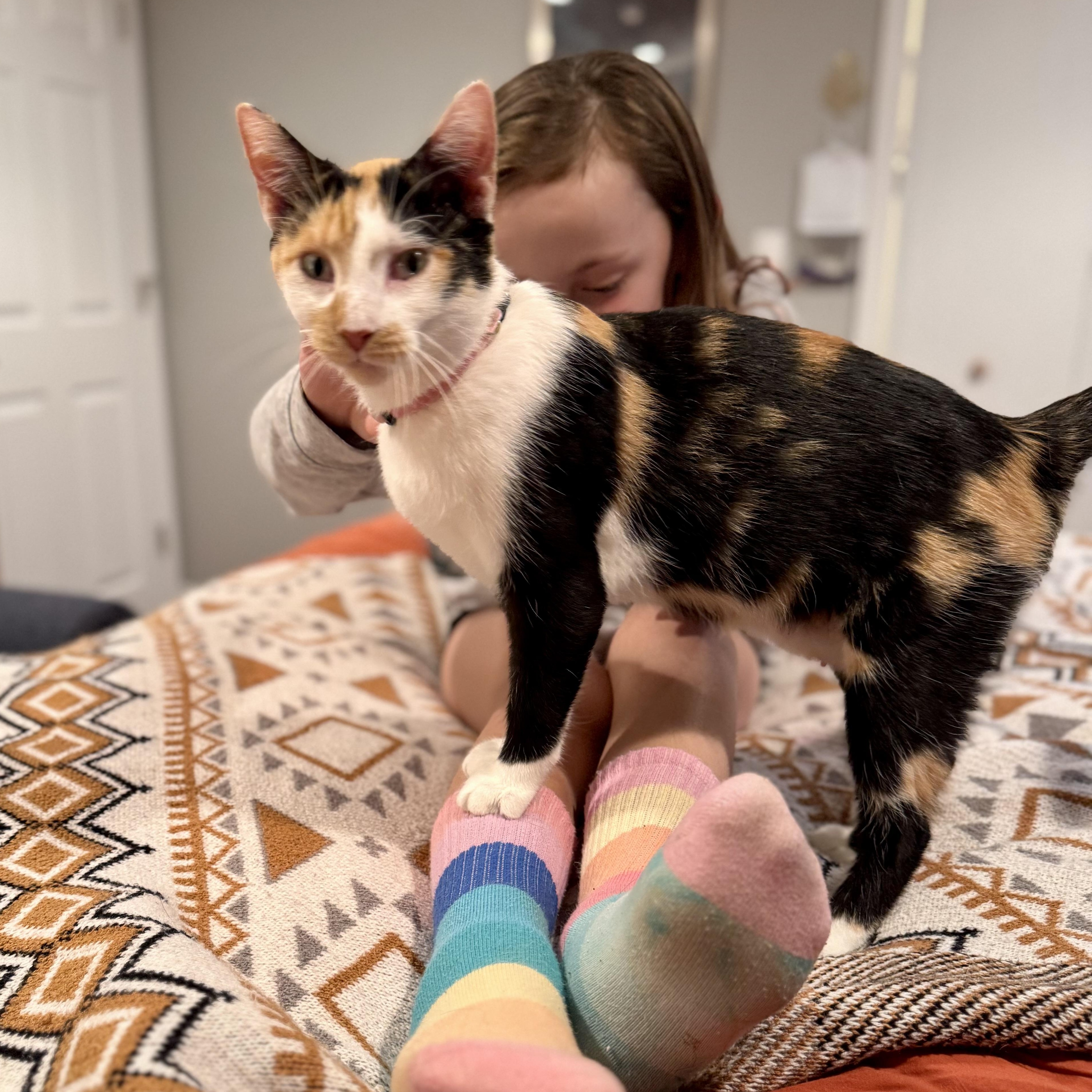 Meredith, Adoptable, Adult Female Calico.