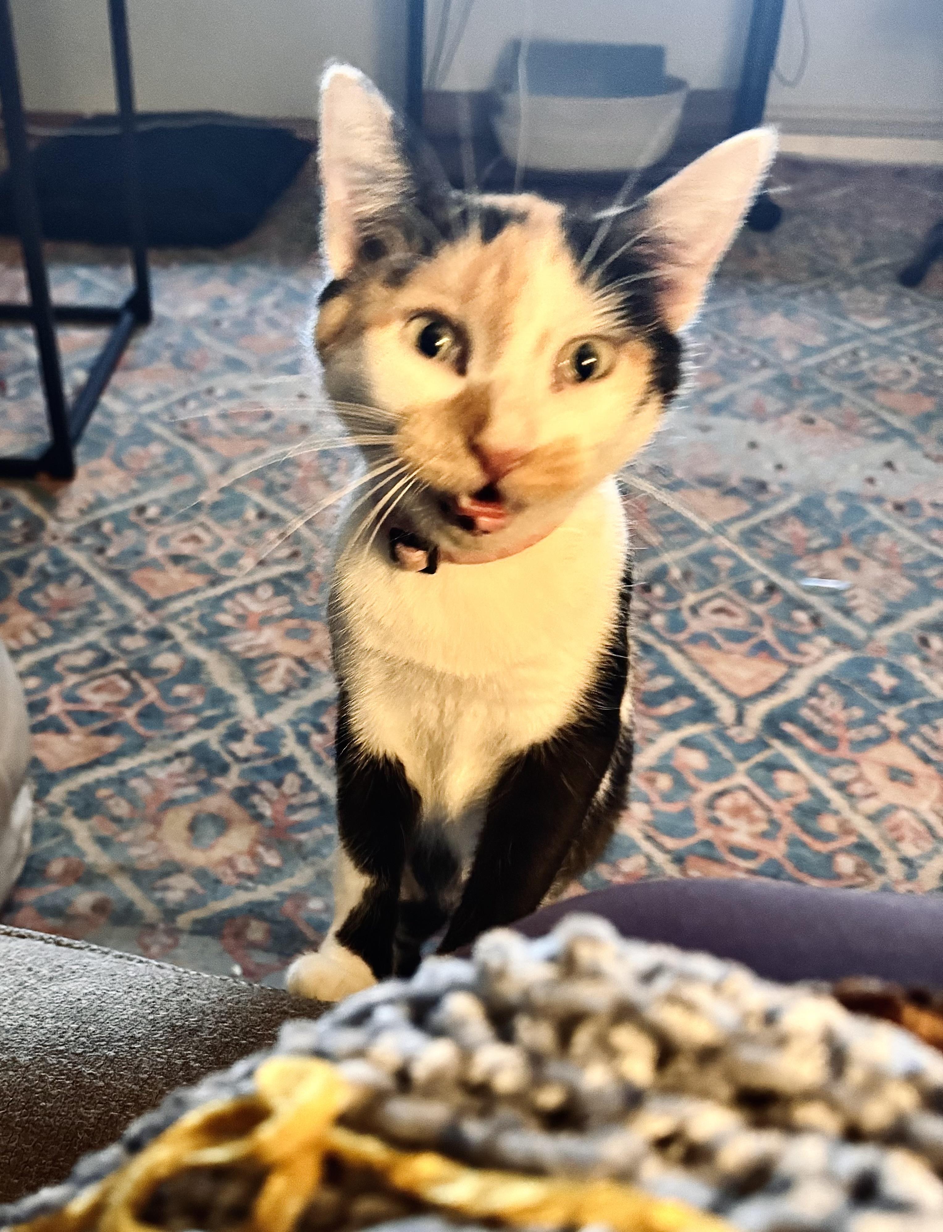 Enlarge Meredith, a Adoptable Calico in Madison, WI image 5/5