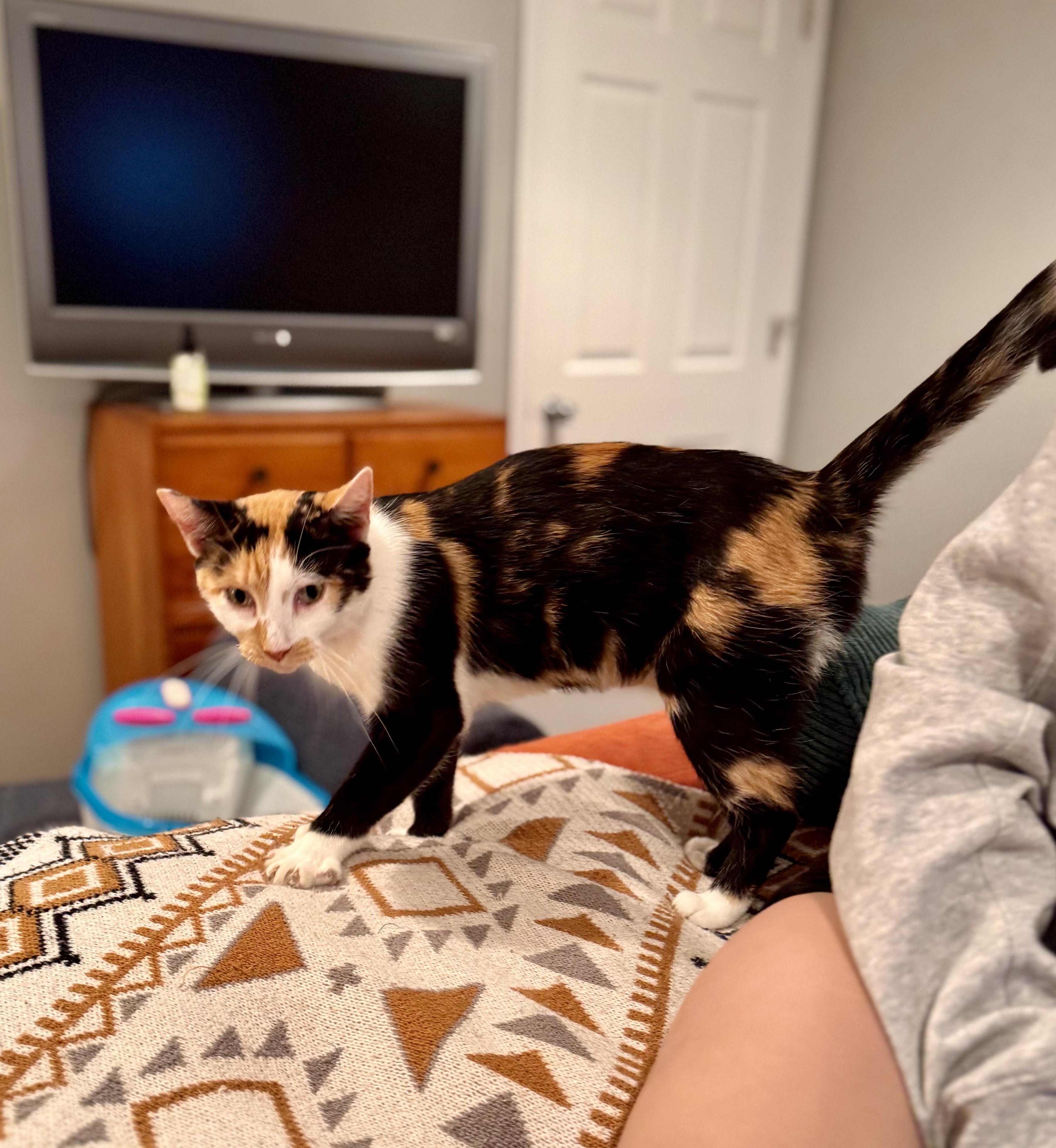 Enlarge Meredith, a Adoptable Calico in Madison, WI image 2/5