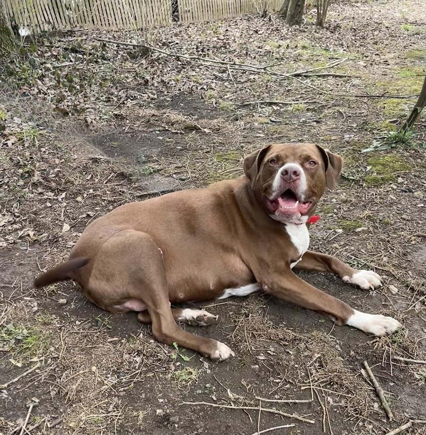 Enlarge Baby, a ADOPTABLE mixed breed in Oak Ridge, TN image 5/6