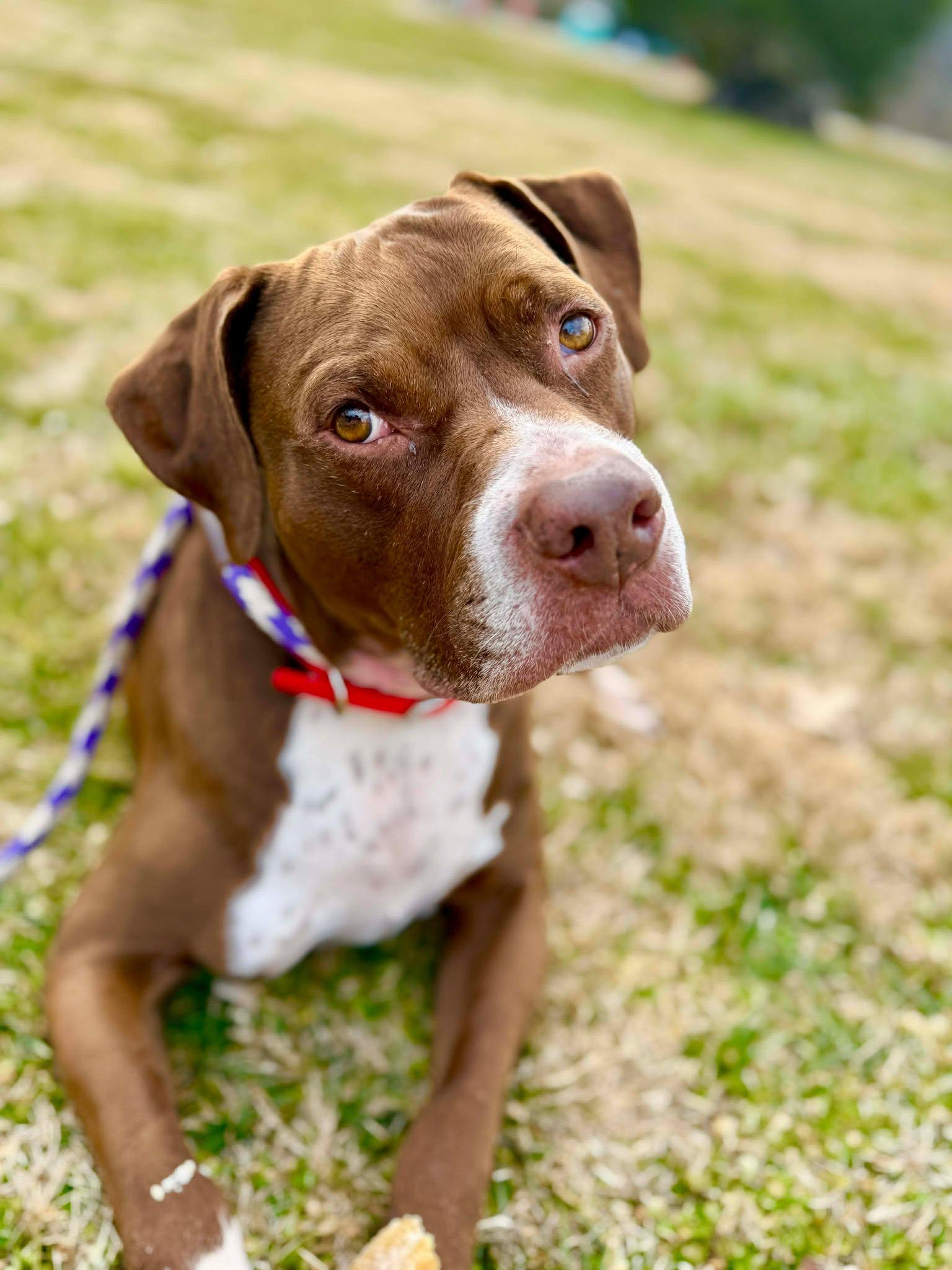 Baby, a ADOPTABLE mixed breed in Oak Ridge, TN image 2/5