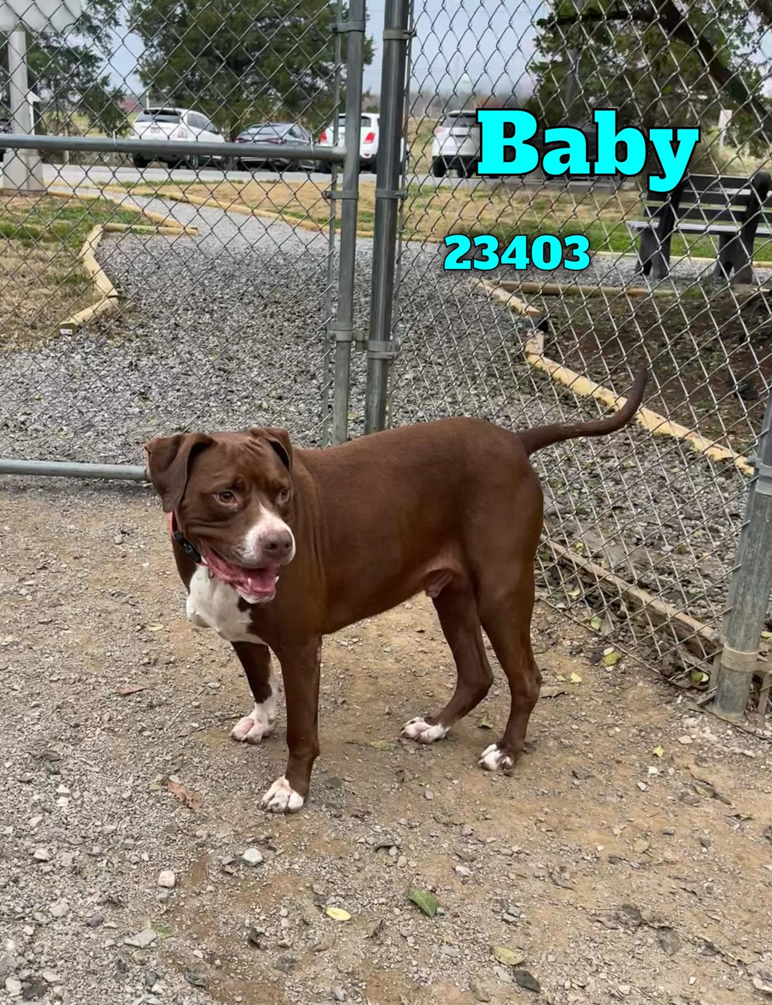 Baby, a ADOPTABLE mixed breed in Oak Ridge, TN image 5/5