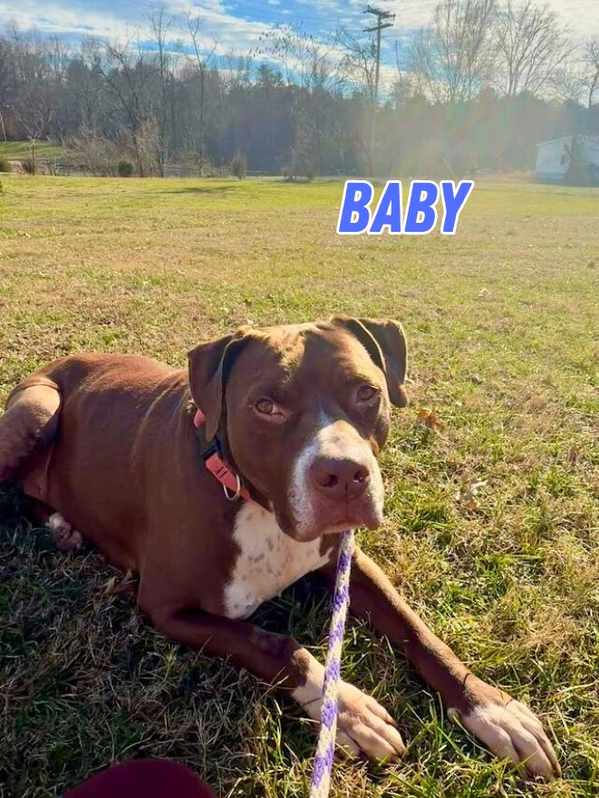 Baby, ADOPTABLE, Senior Male Pit Bull Terrier.