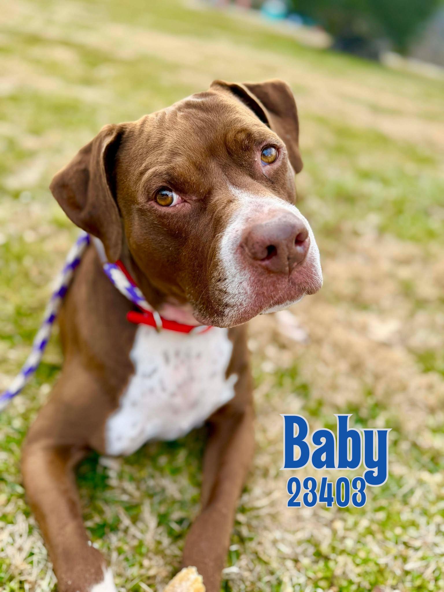 Baby, ADOPTABLE, Senior Male Pit Bull Terrier.