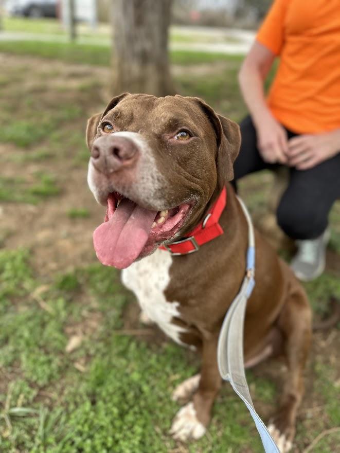 Enlarge Baby, a ADOPTABLE mixed breed in Oak Ridge, TN image 6/6