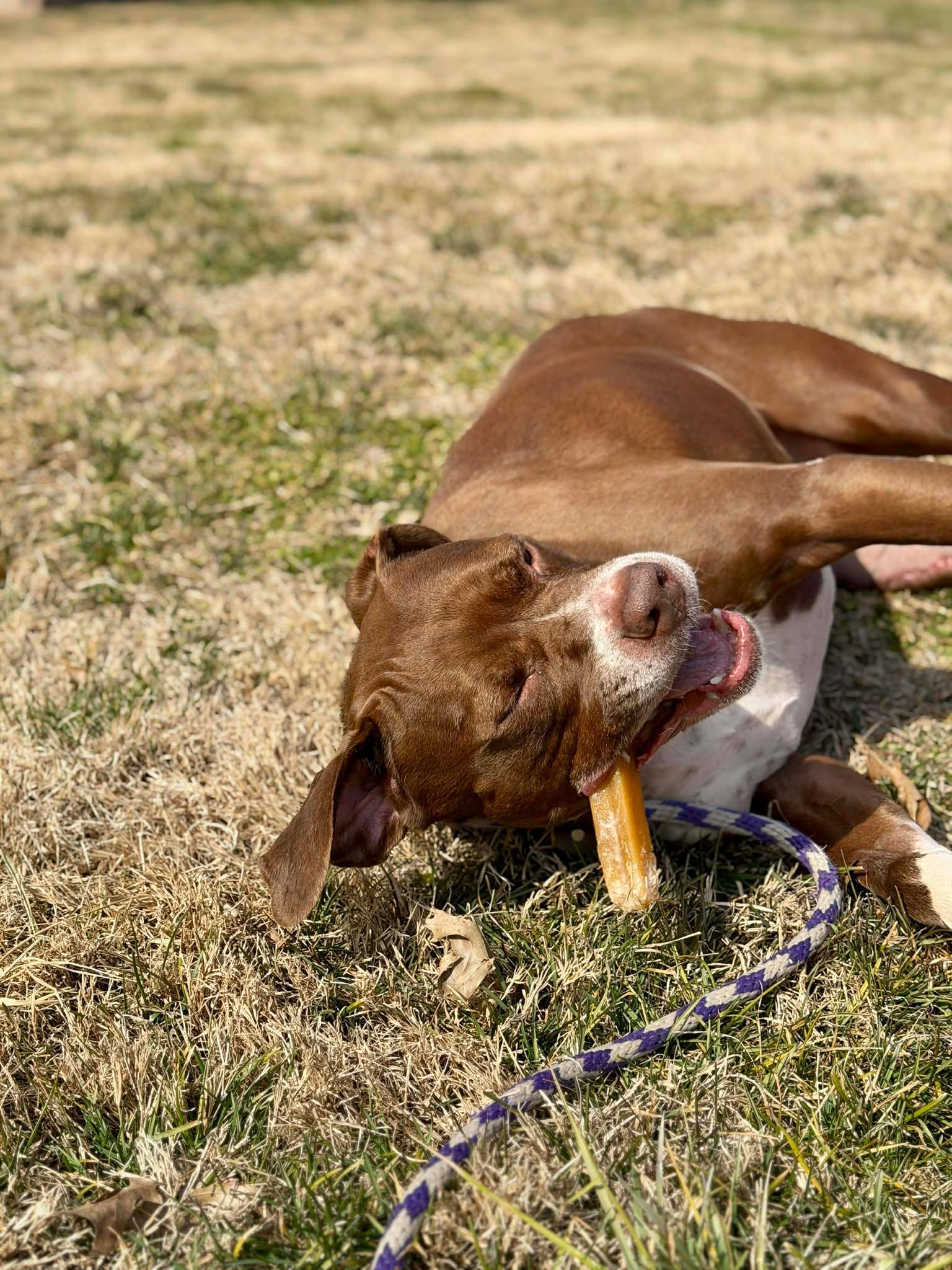 Baby, a ADOPTABLE mixed breed in Oak Ridge, TN image 3/5