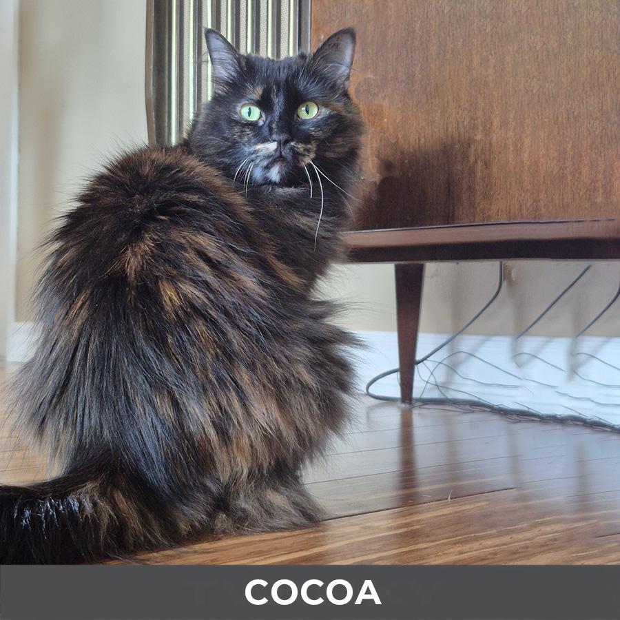 Enlarge Cocoa, a ADOPTABLE Domestic Long Hair in Etobicoke, ON image 4/5