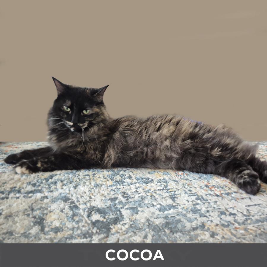 Enlarge Cocoa, a ADOPTABLE Domestic Long Hair in Etobicoke, ON image 5/5