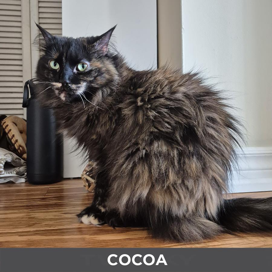 Enlarge Cocoa, a ADOPTABLE Domestic Long Hair in Etobicoke, ON image 3/5