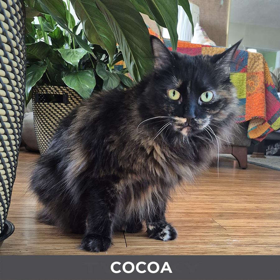 Enlarge Cocoa, a ADOPTABLE Domestic Long Hair in Etobicoke, ON image 2/5
