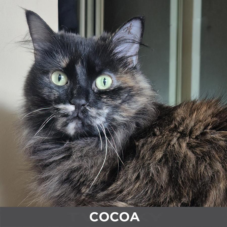 Cocoa, ADOPTABLE, Adult Female Domestic Long Hair.