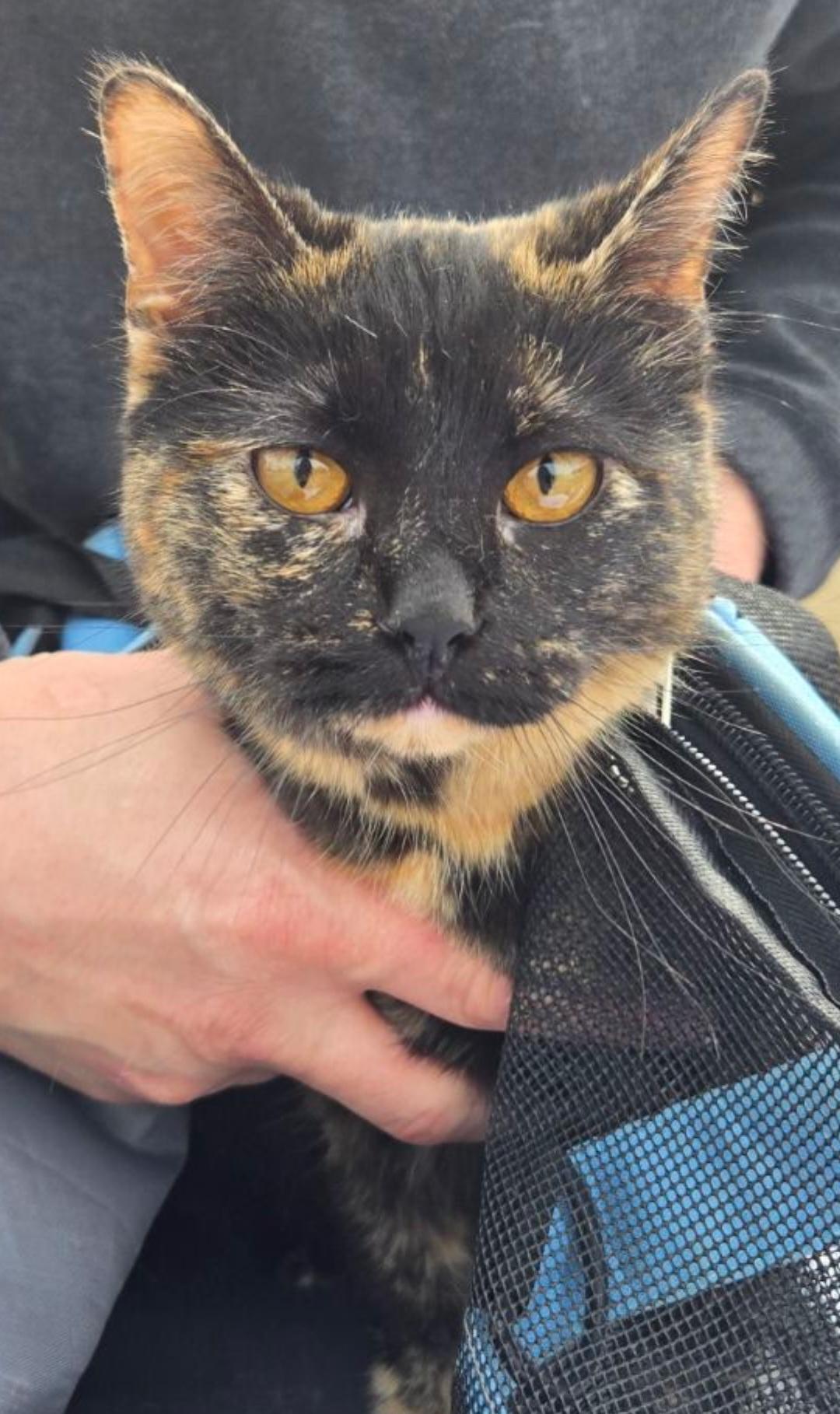 Enlarge Tiana, a Adopted Domestic Short Hair in merrillville, IN image 1/3