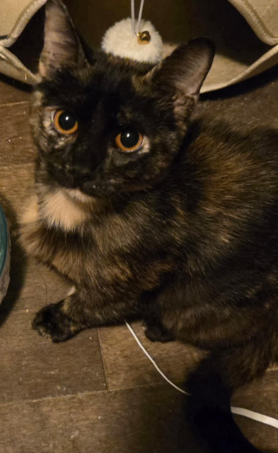 Enlarge Tiana, a Adopted Domestic Short Hair in merrillville, IN image 2/3