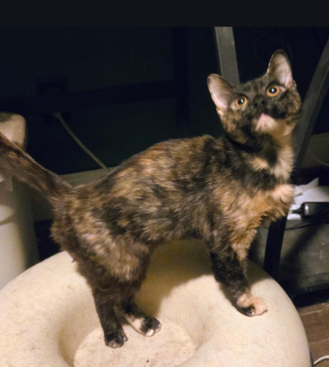 Enlarge Tiana, a Adopted Domestic Short Hair in merrillville, IN image 3/3