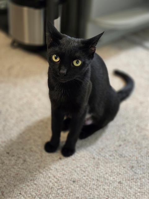 Enlarge MATRI, a Adoptable Domestic Short Hair in Kent, WA image 1/1