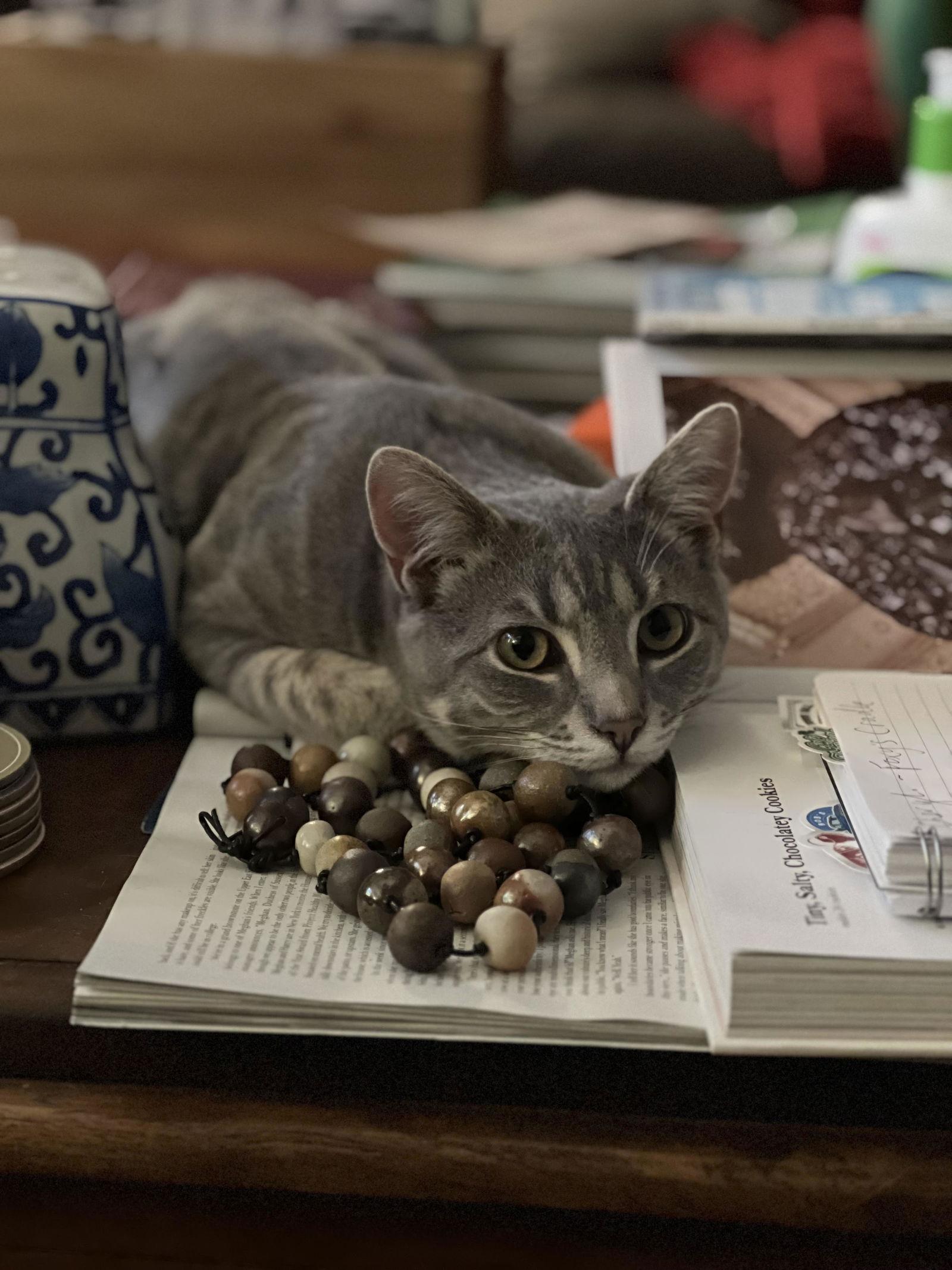 Enlarge Steve*, a Adoptable Domestic Short Hair in Trexlertown, PA image 1/3
