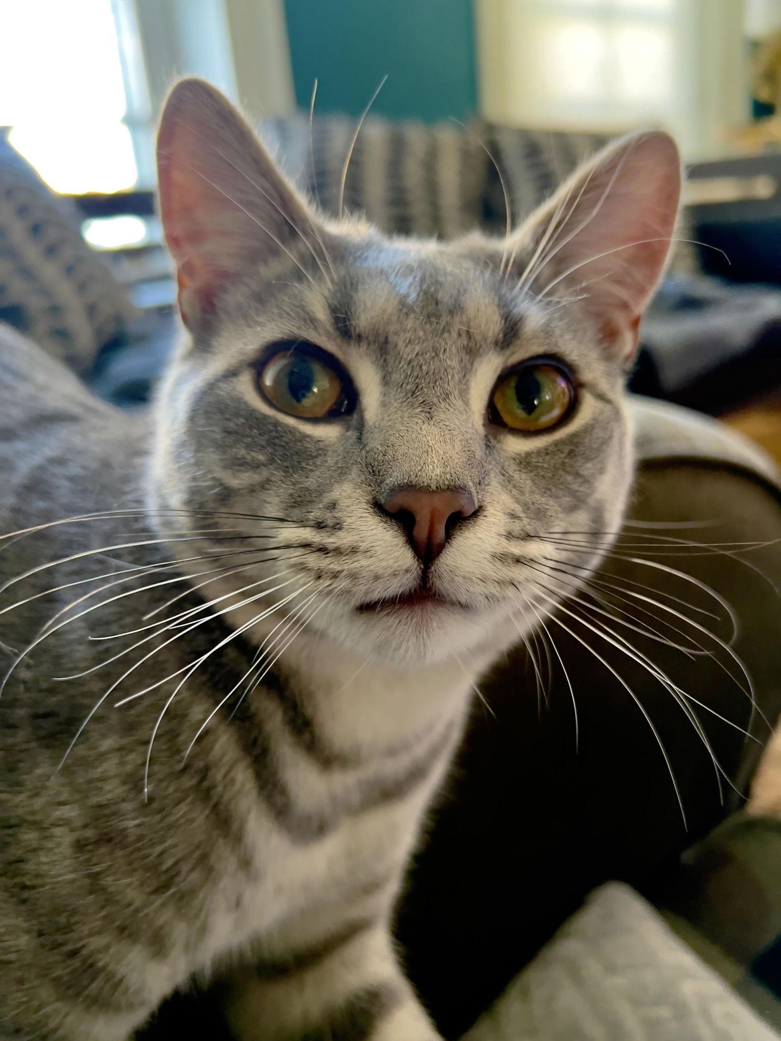 Enlarge Steve*, a Adoptable Domestic Short Hair in Trexlertown, PA image 2/3