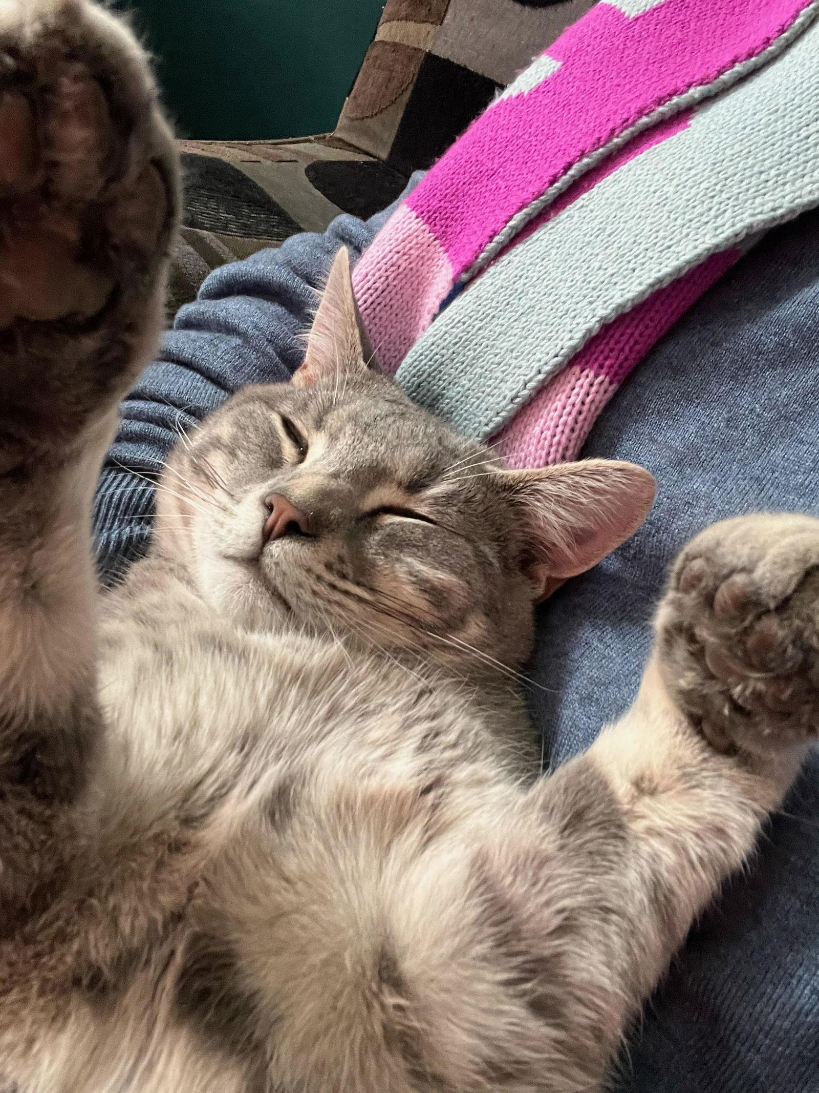 Enlarge Steve*, a Adoptable Domestic Short Hair in Trexlertown, PA image 3/3