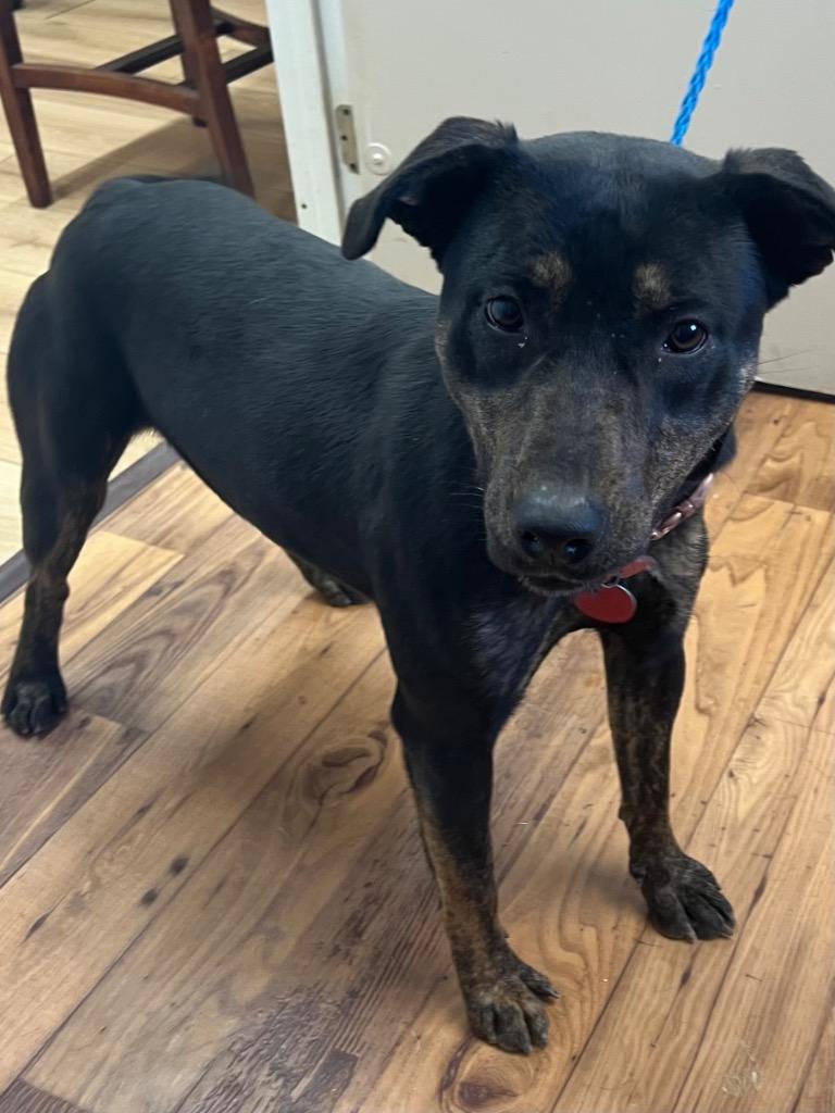 Enlarge Coco, a Adoptable mixed breed in Fayetteville, TN image 1/1