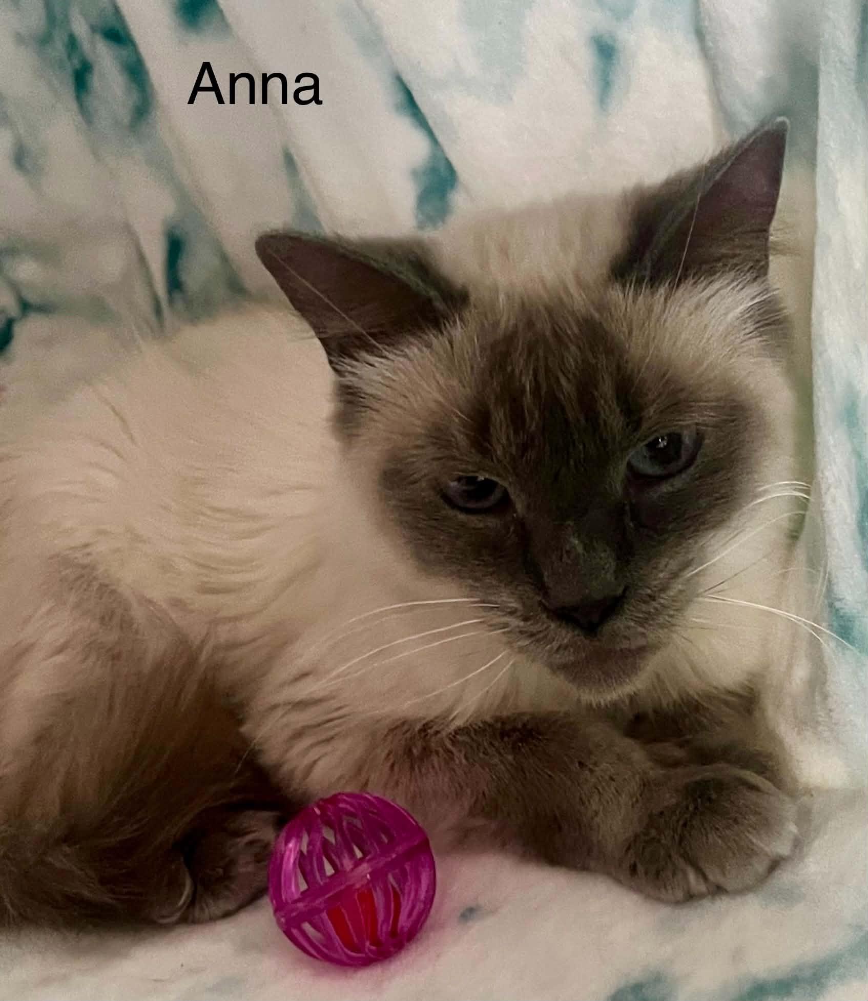Anna Wags ~ Adopted 3/28/26, adopted, Adult Female Siamese.