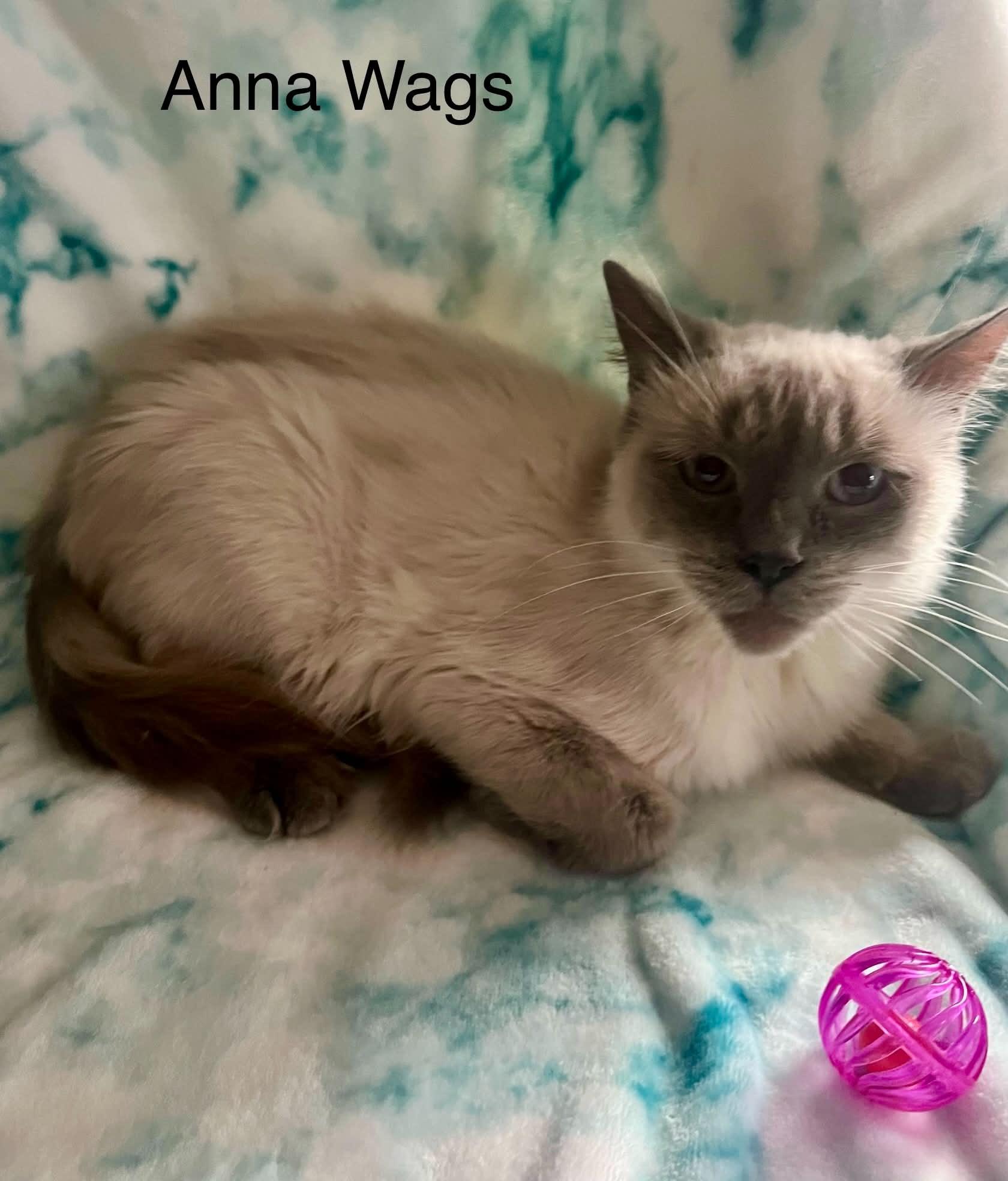 Anna Wags ~ Adopted 3/28/26, an adopted Siamese in Livonia, MI image 2/6