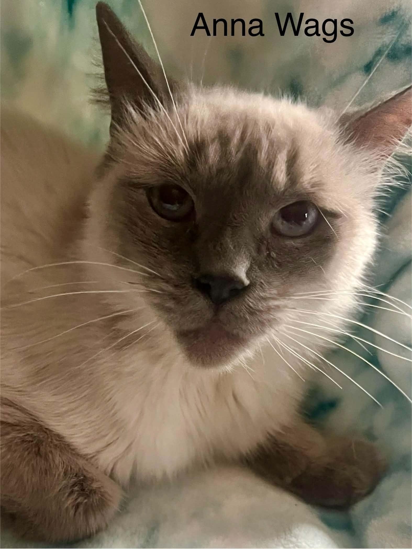 Anna Wags ~ Adopted 3/28/26, an adopted Siamese in Livonia, MI image 4/6