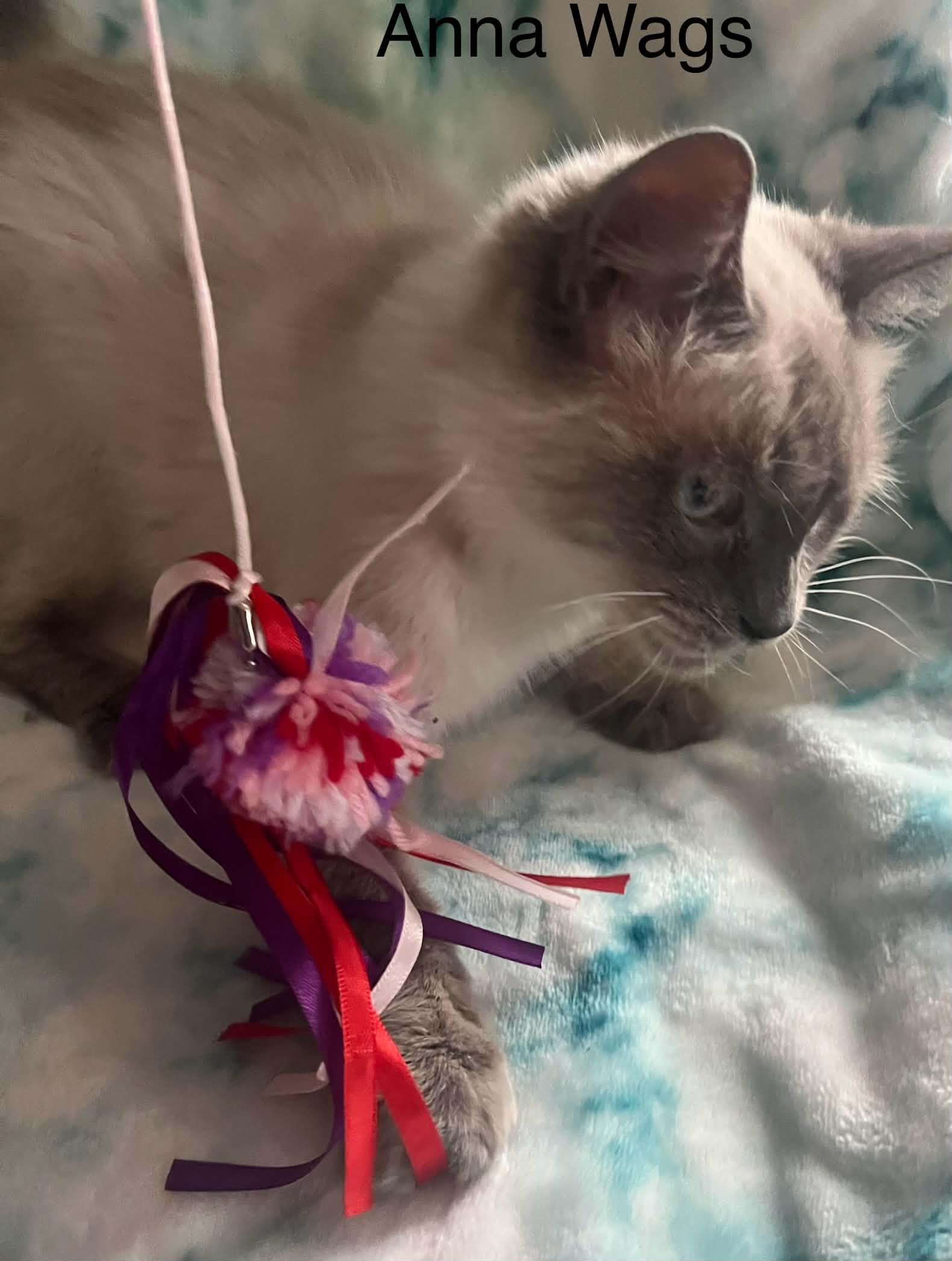 Anna Wags ~ Adopted 3/28/26, an adopted Siamese in Livonia, MI image 3/6