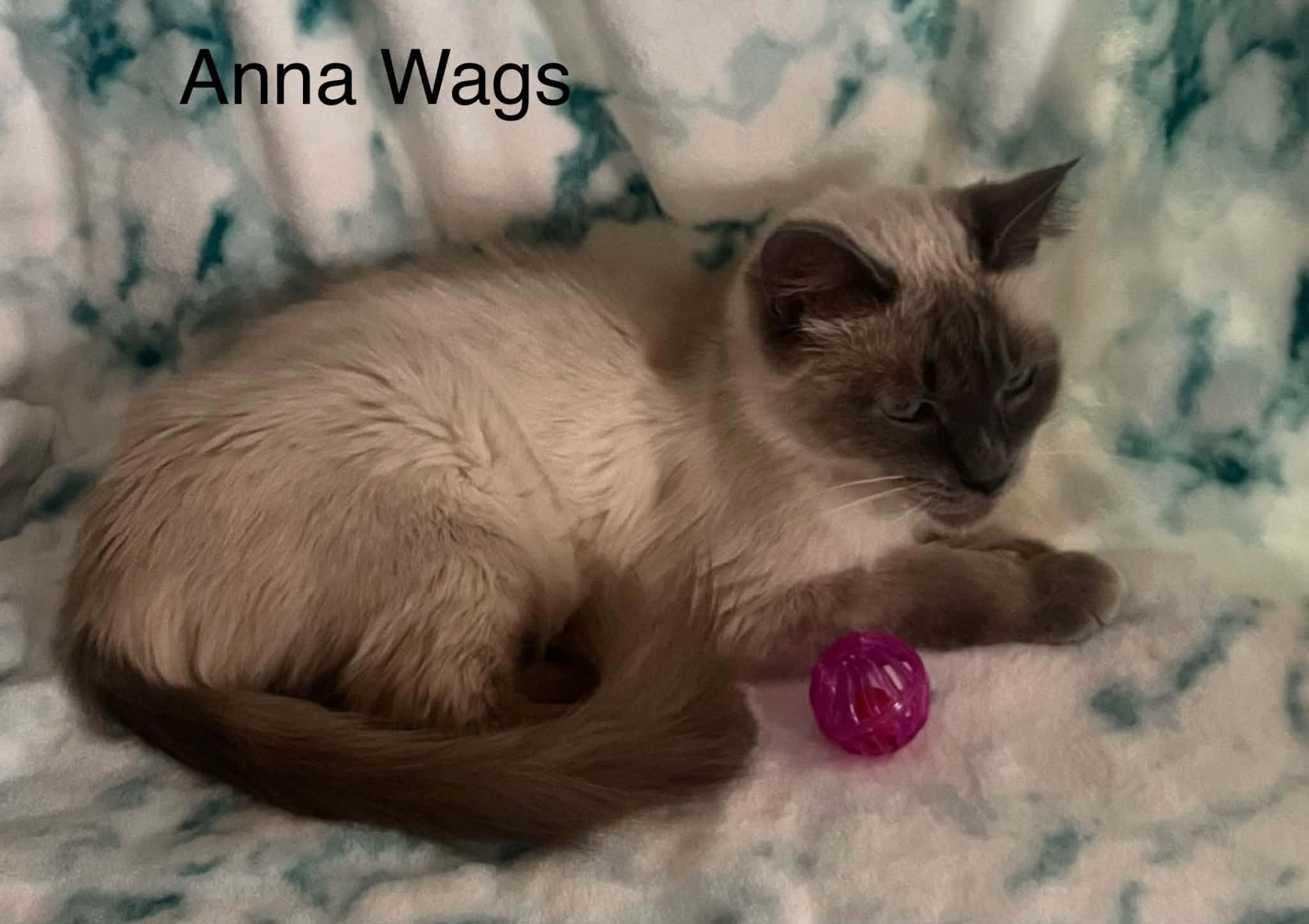 Anna Wags ~ Adopted 3/28/26, an adopted Siamese in Livonia, MI image 5/6