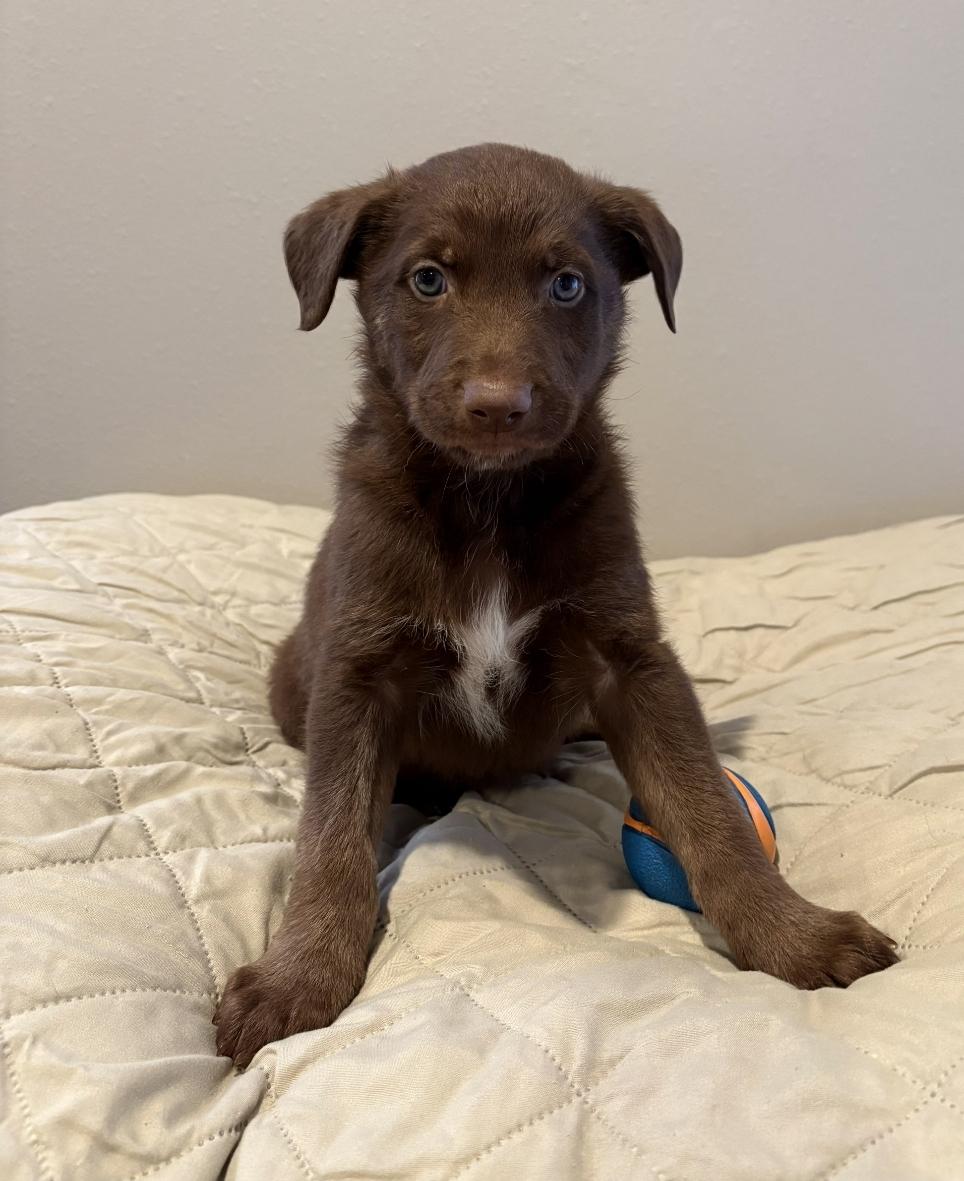 Enlarge Shamrock , a ADOPTABLE mixed breed in Sawyer, ND image 4/6