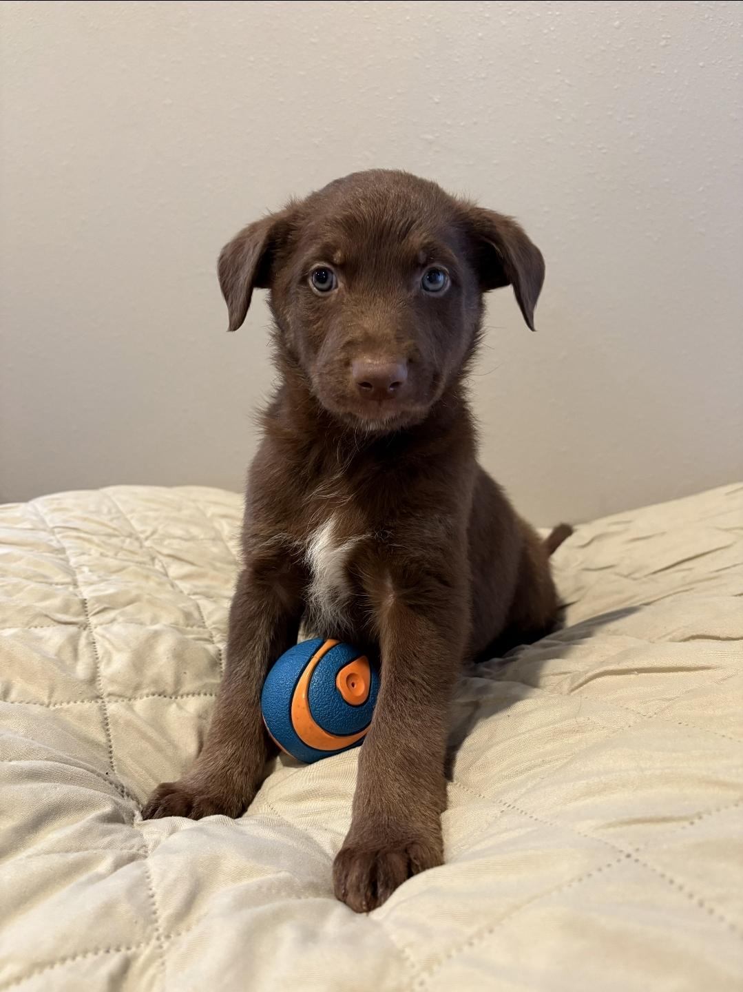Enlarge Shamrock , a ADOPTABLE mixed breed in Sawyer, ND image 6/6