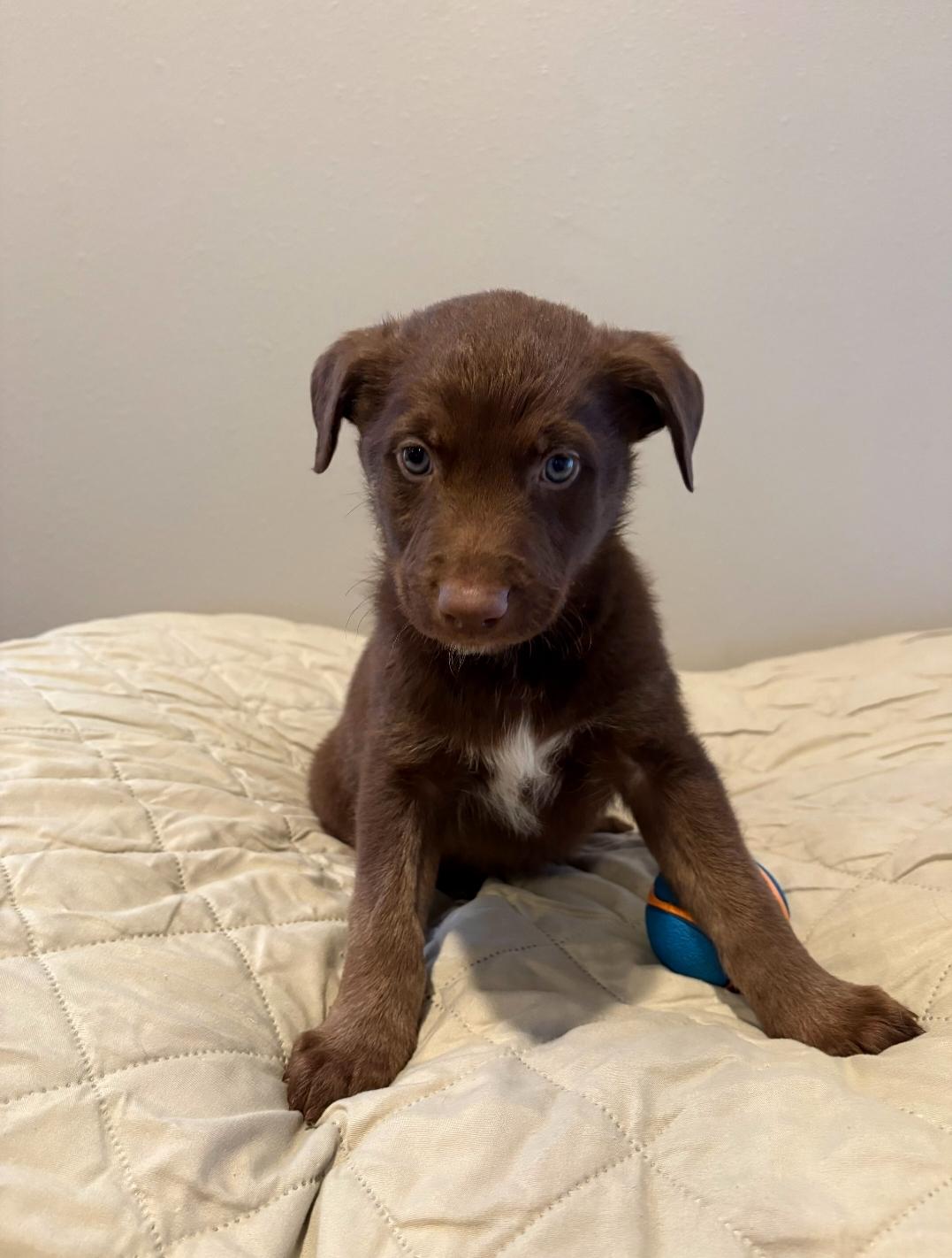 Enlarge Shamrock , a ADOPTABLE mixed breed in Sawyer, ND image 5/6