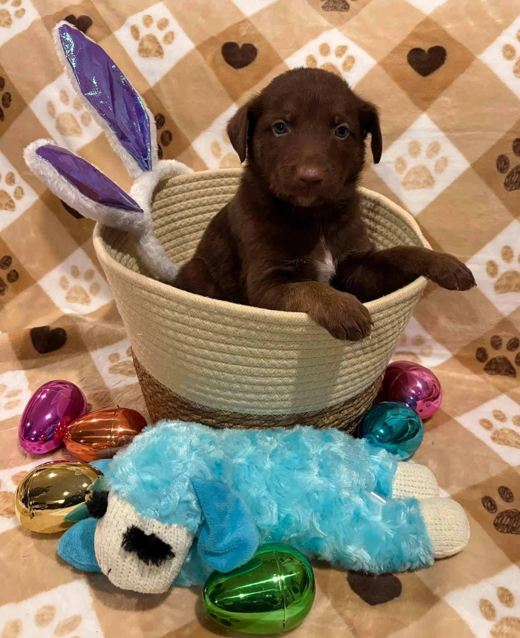Shamrock , ADOPTABLE, Puppy Male Goldendoodle & Chocolate Labrador Retriever.