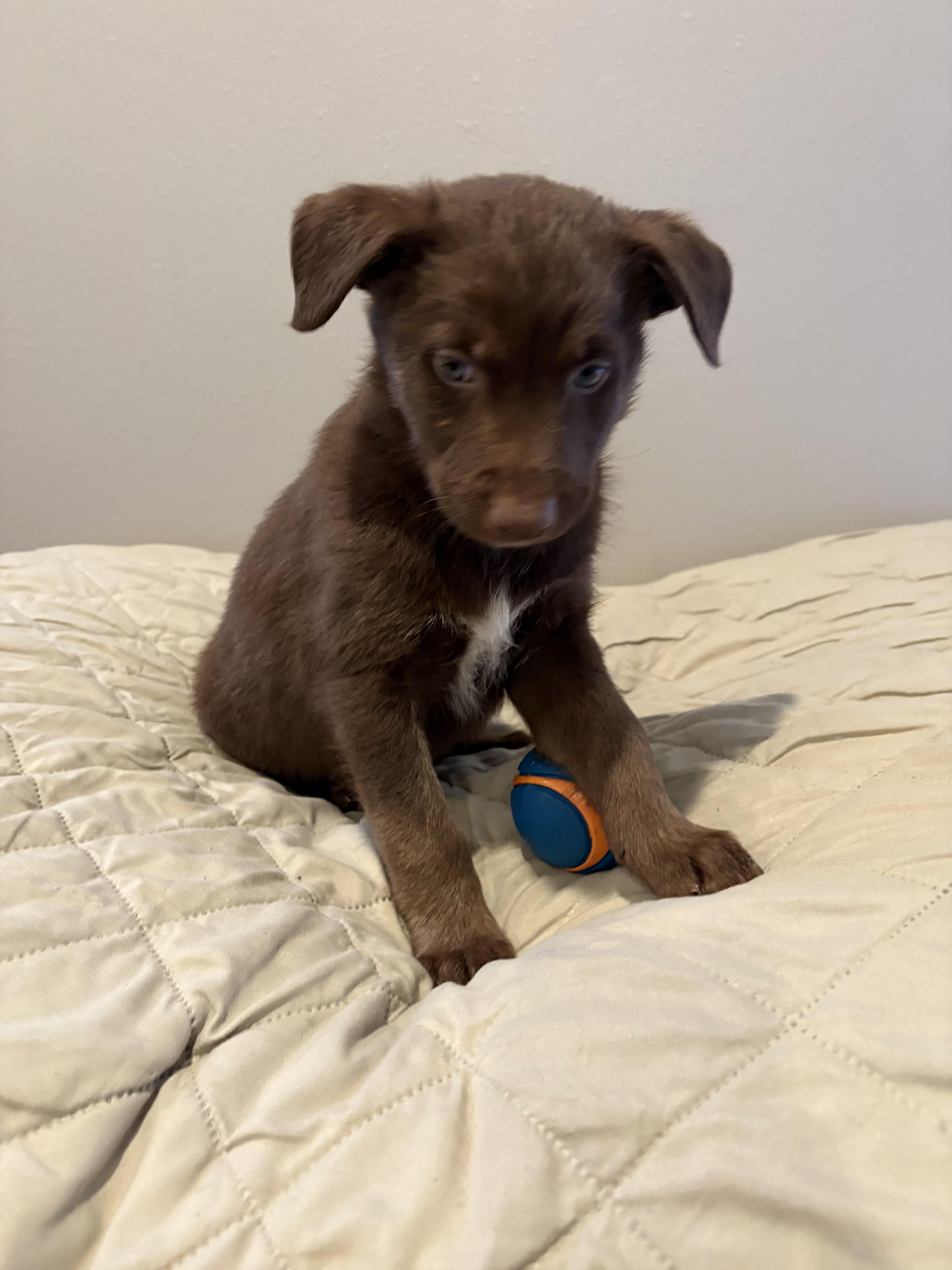 Enlarge Shamrock , a ADOPTABLE mixed breed in Sawyer, ND image 2/6