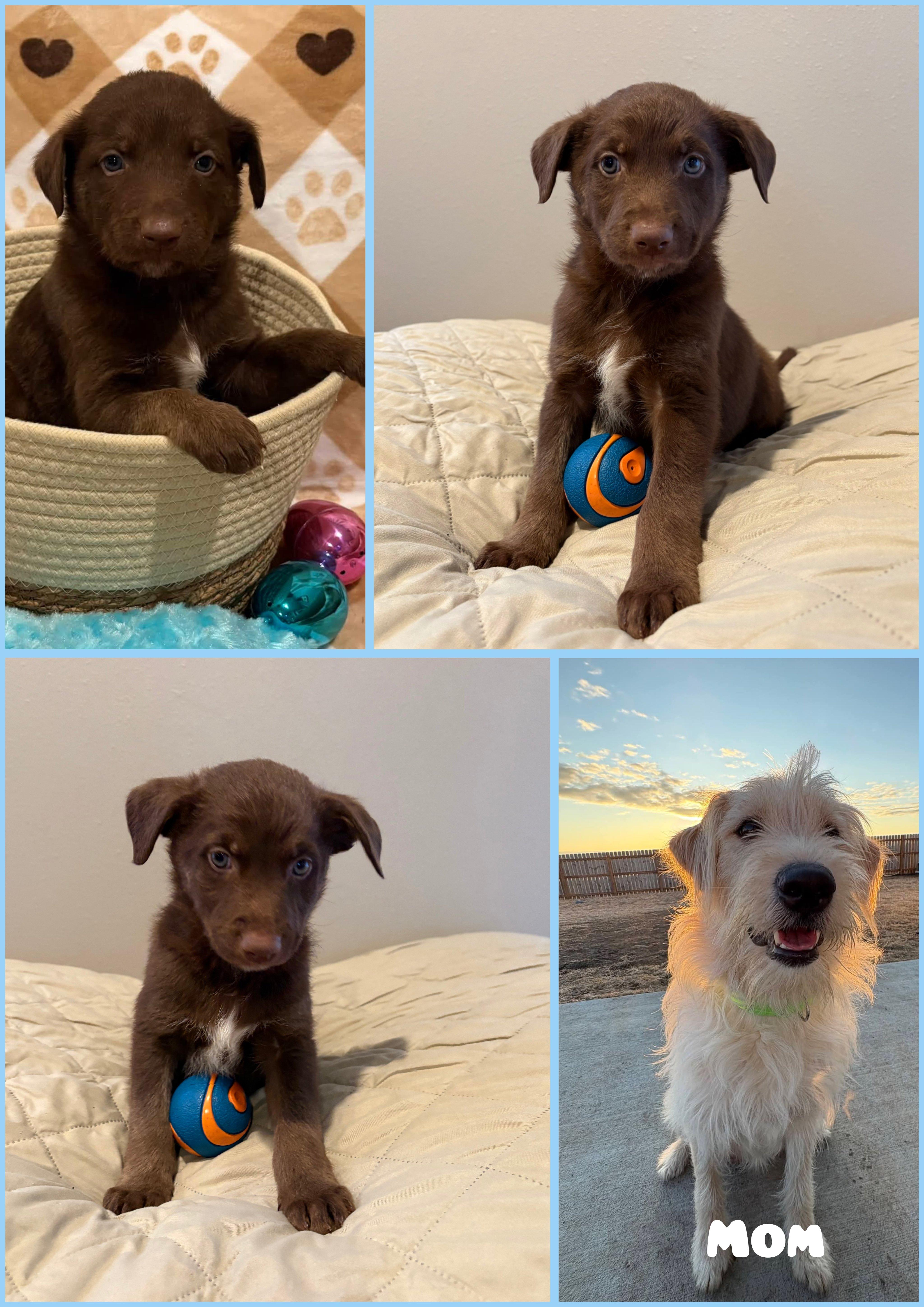 Enlarge Shamrock , a ADOPTABLE mixed breed in Sawyer, ND image 3/6