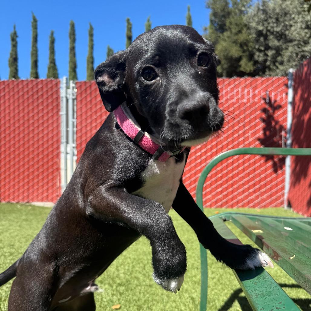 Enlarge Damon, a Adoptable mixed breed in Buellton, CA image 1/6