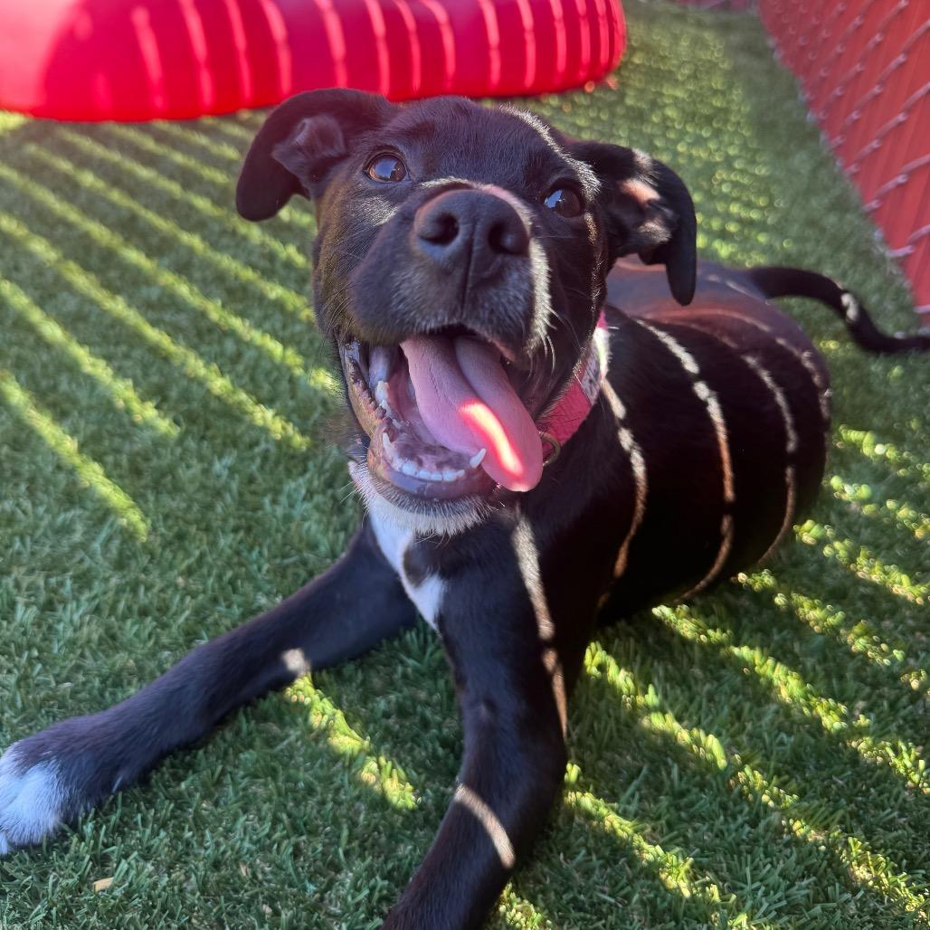Enlarge Damon, a Adoptable mixed breed in Buellton, CA image 3/6