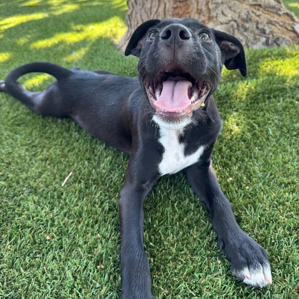 Enlarge Damon, a Adoptable mixed breed in Buellton, CA image 4/6